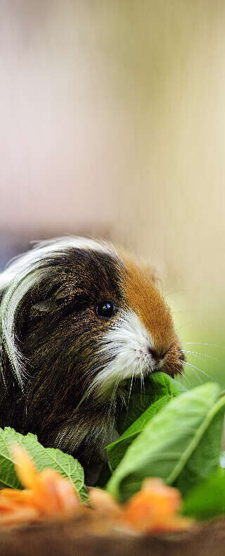 haustier meerschweinchenfutter banner c